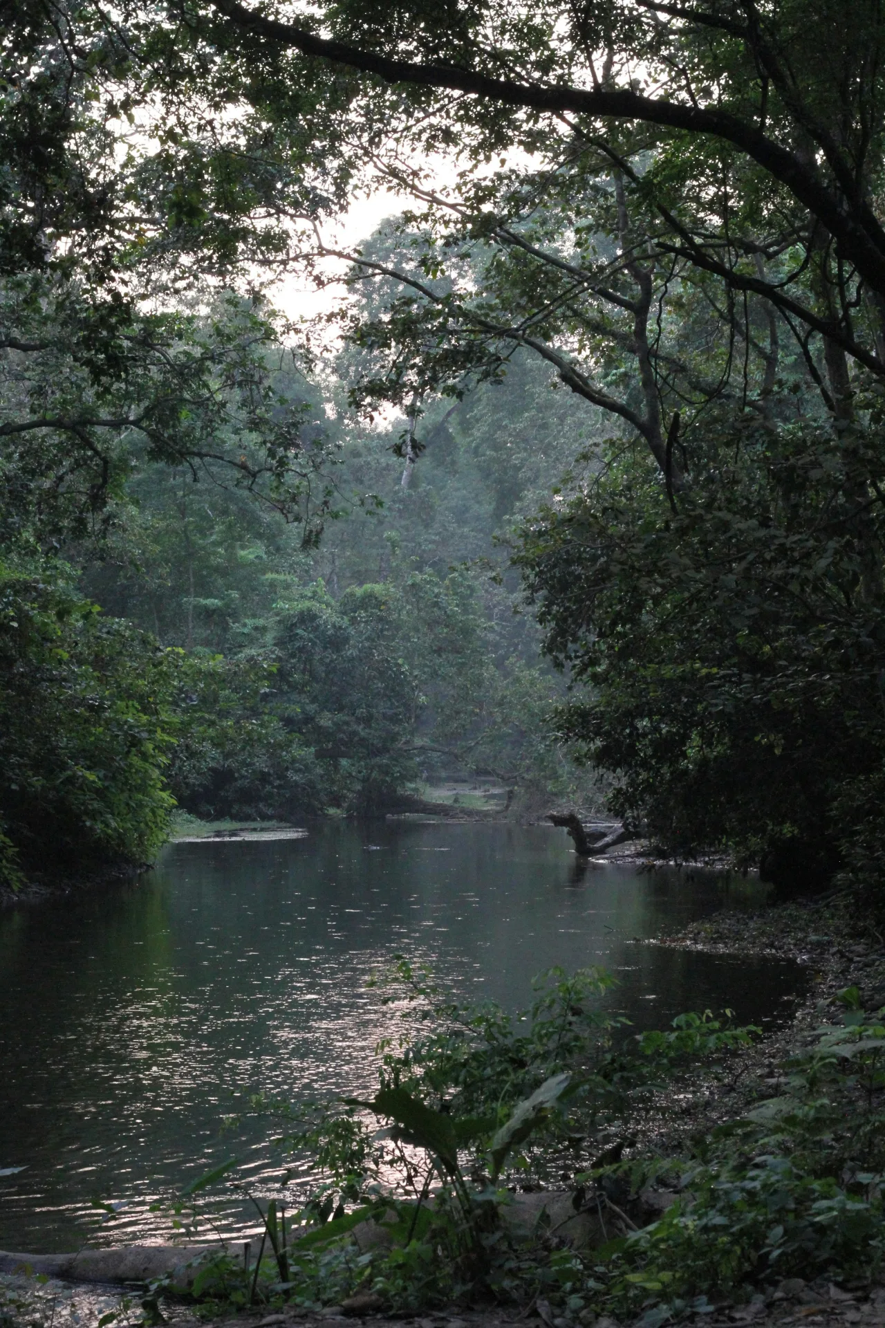 Chitwan National Park Wildlife Safari