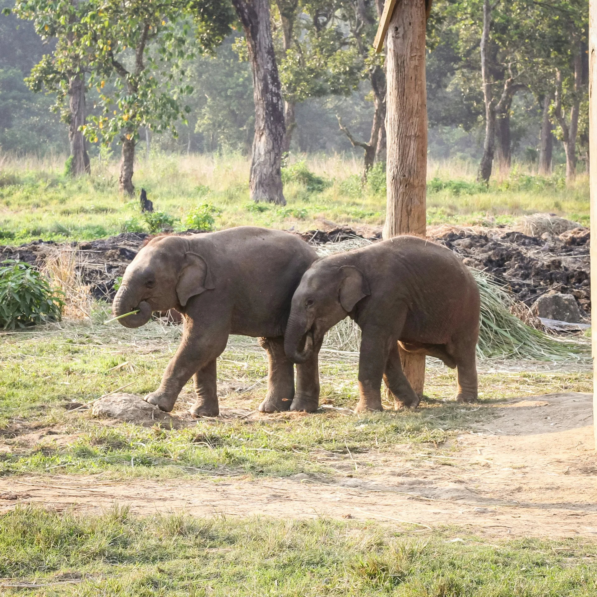 Pokhara & Chitwan Wildlife Explorer