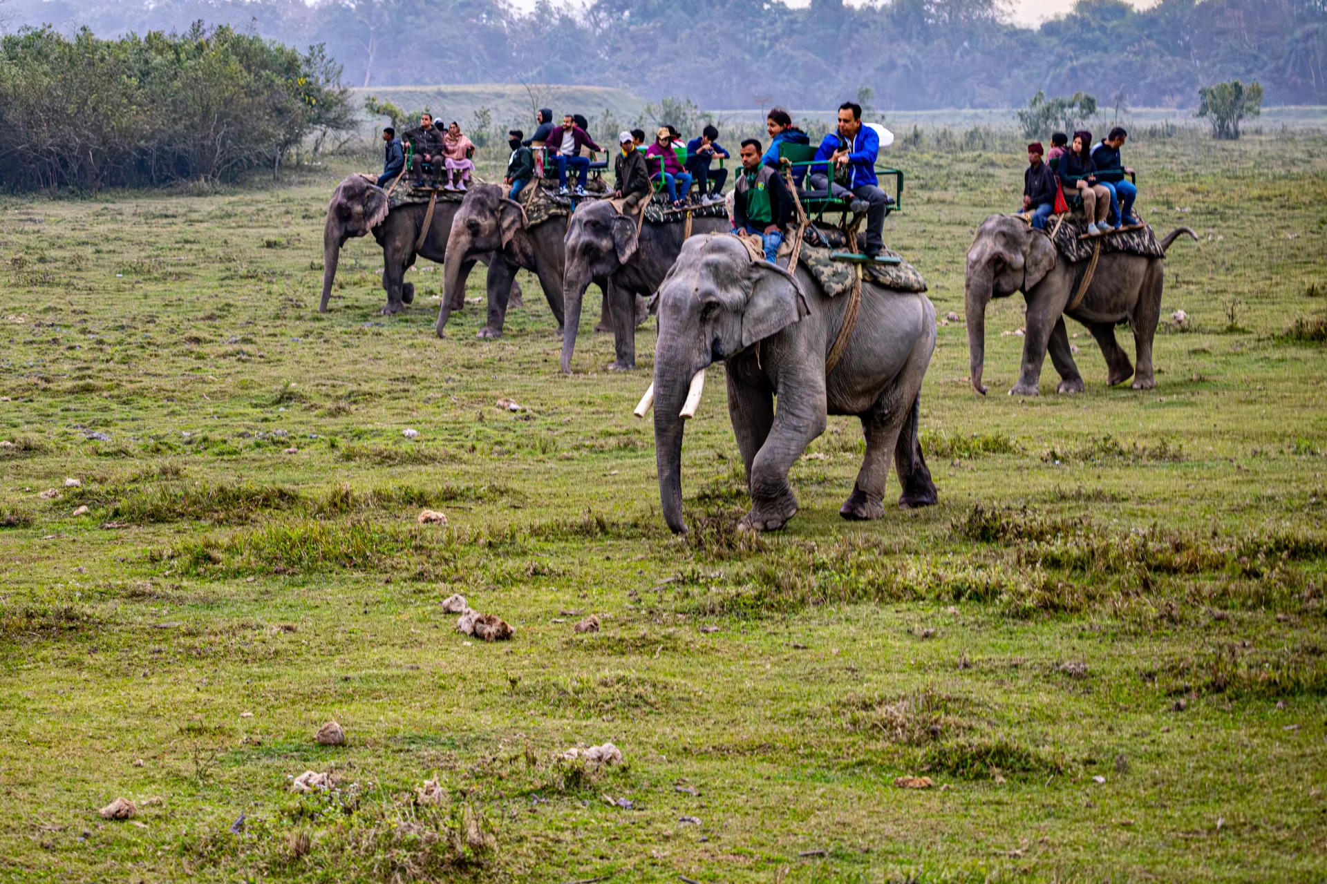 Dooars Twin-Park Wildlife Odyssey (Gorumara + Jaldapara)