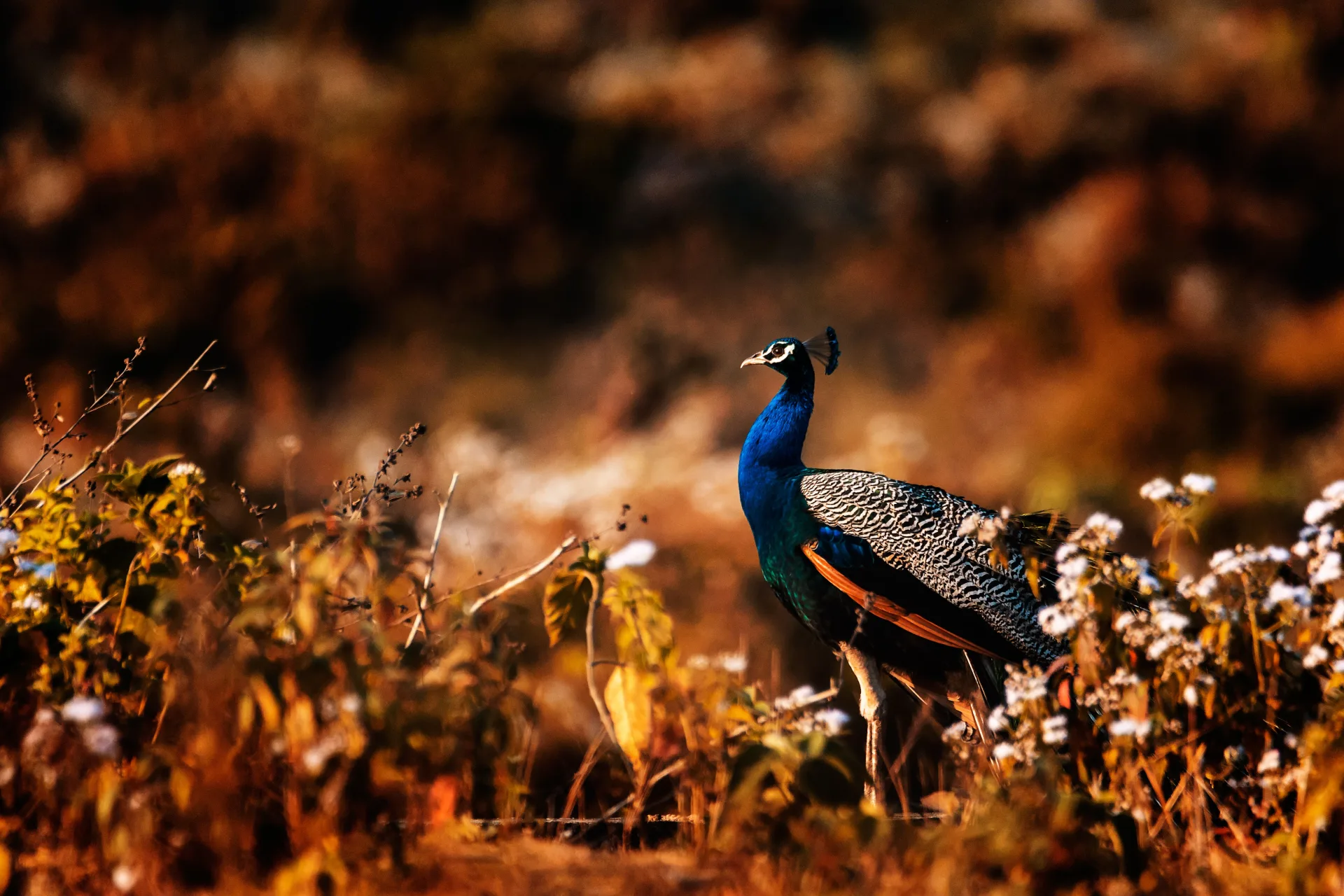 Gorumara Rhino Watch & Murti River 1-Day Safari Tour