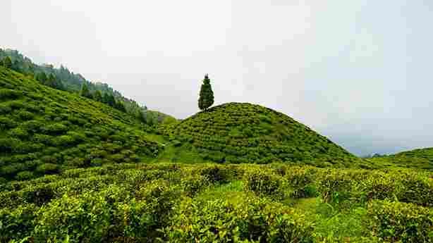 Happy Valley Tea Estate Darjeeling