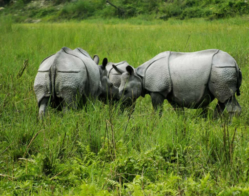 Jaldapara Rhino Safari