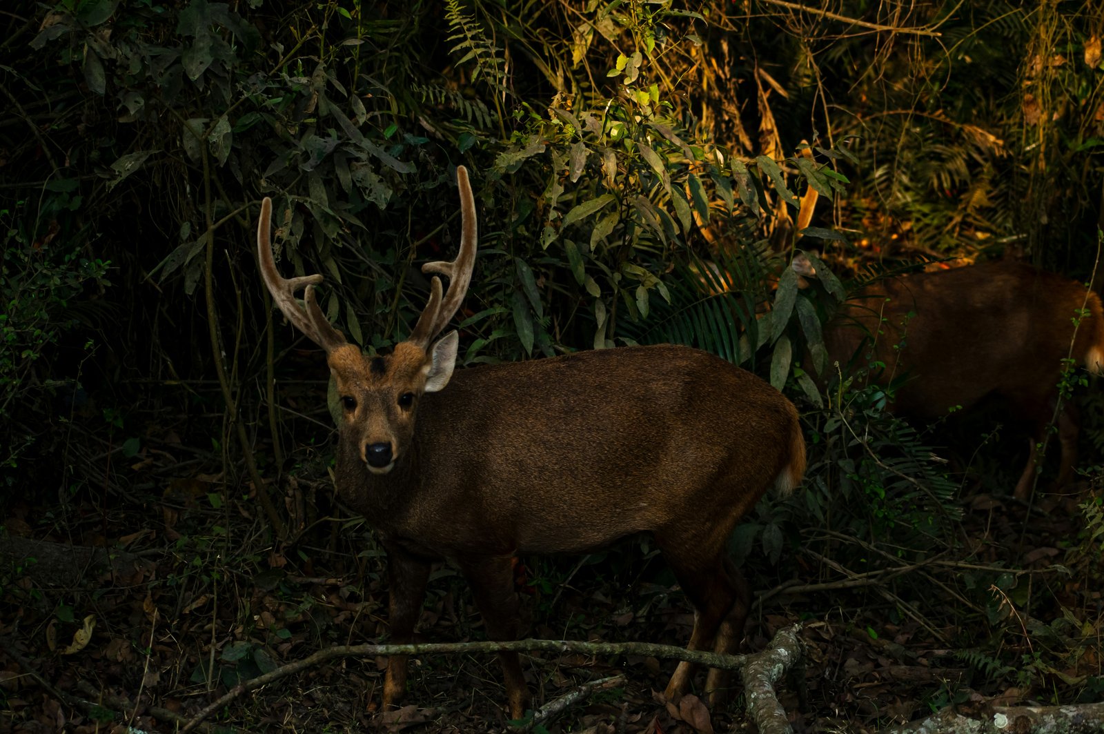 Places to visit in Kaziranga