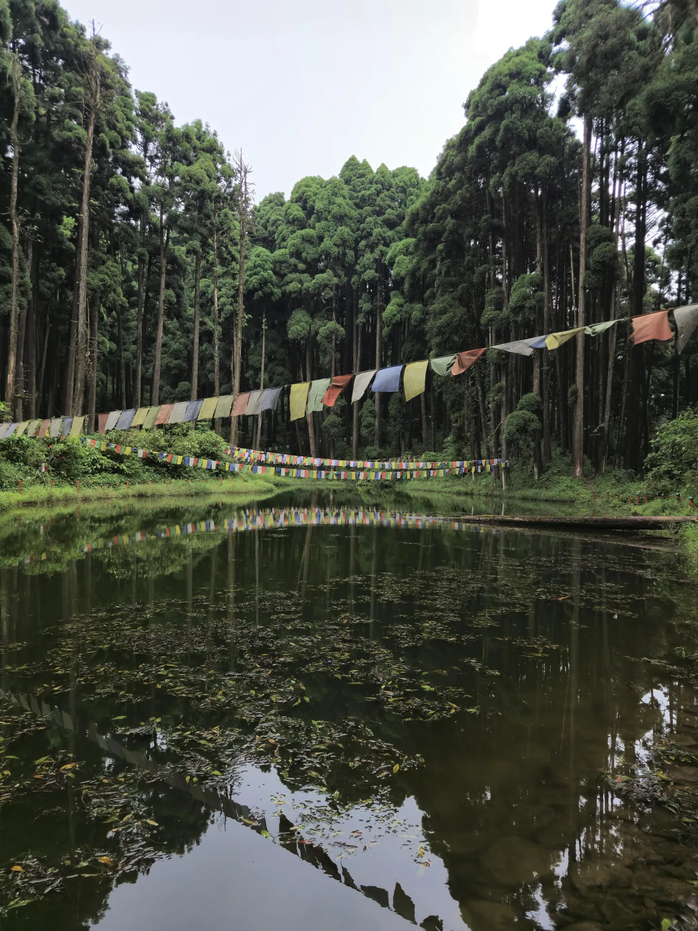 Lamahatta Pine Forest & Tinchuley Eco Day Excursion