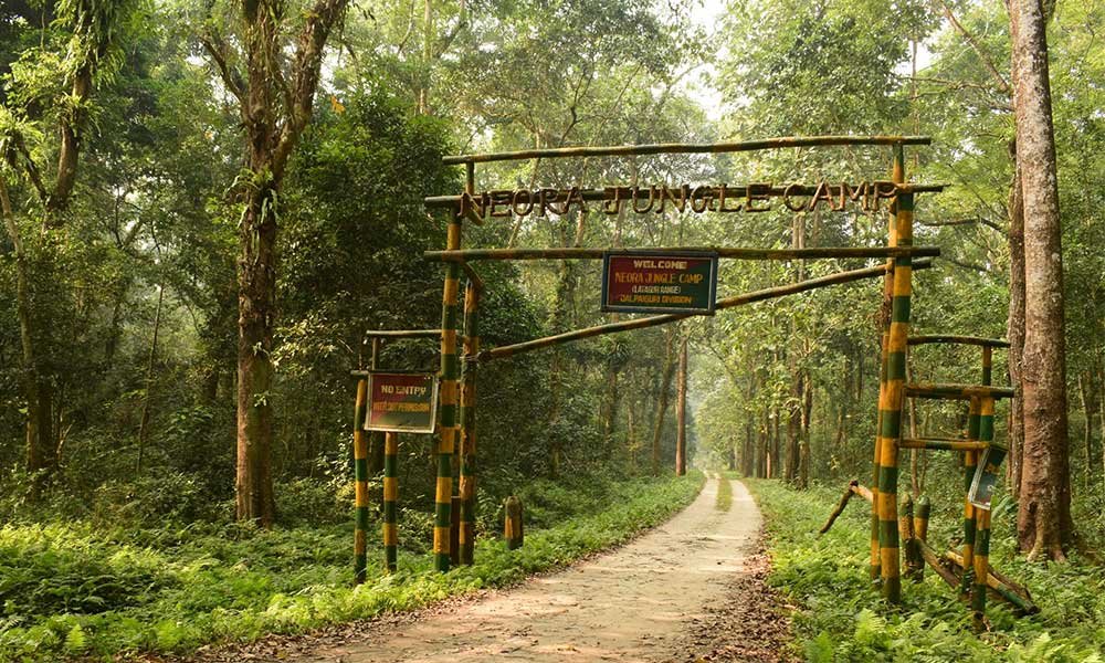 Scenic road passing through the dense forests of the Dooars near Lataguri - Siliguri Cab Rental