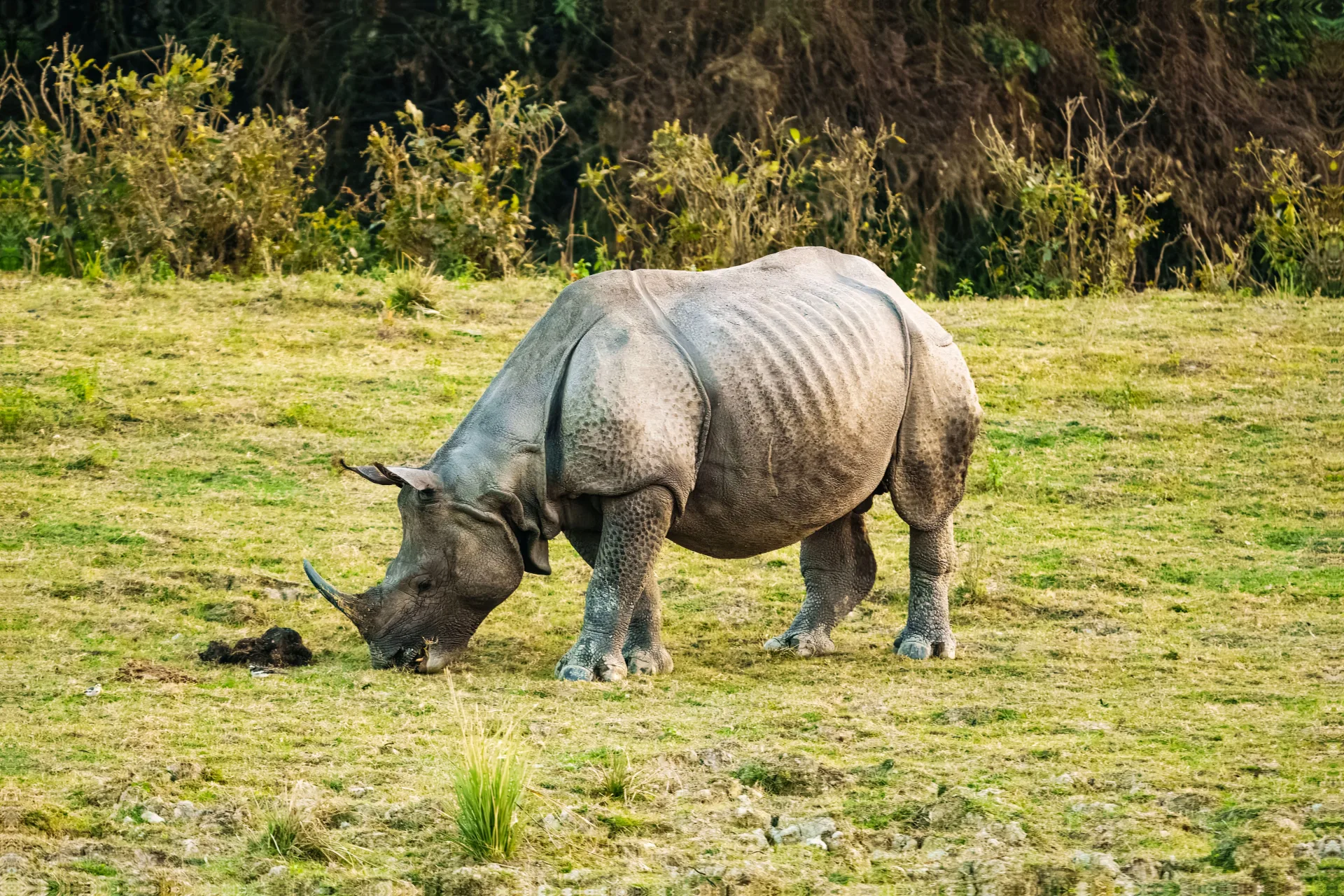 Chilapata & Jaldapara Short Safari Break