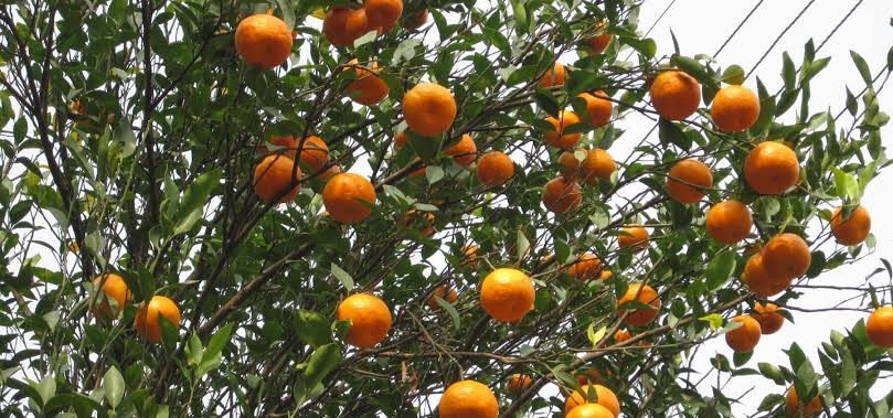 Sittong Orange Gardens