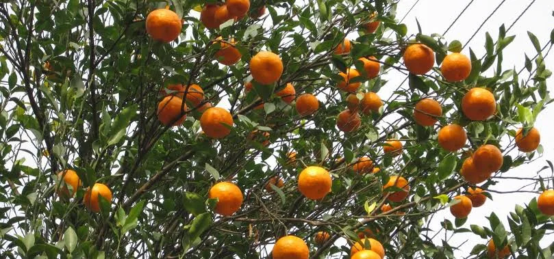 Samsing Orange Orchards & Curved Mountain Streams Tour