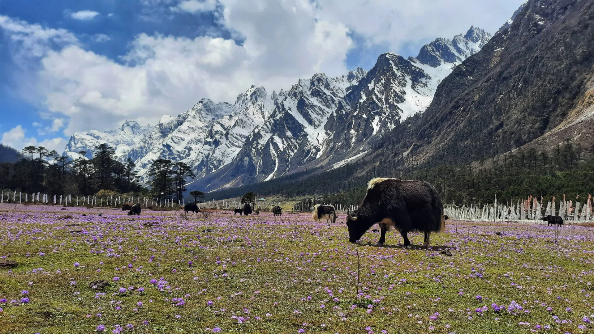 Grand Sikkim 4-District Explorer