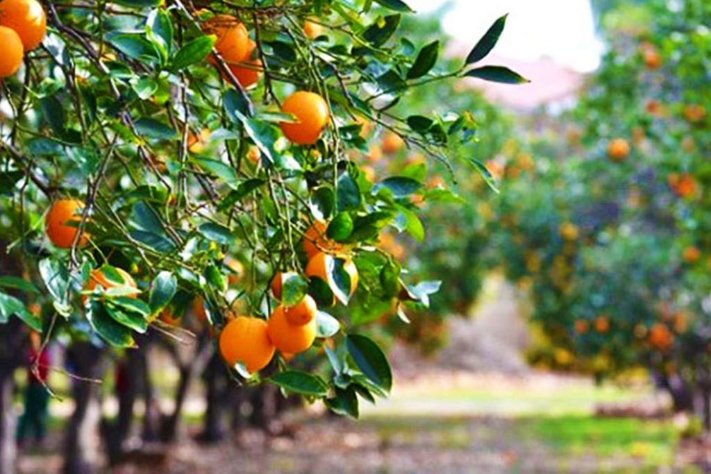 Orange Orchards in Sittong