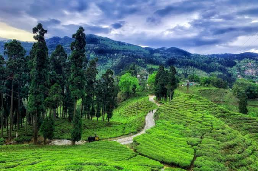 Sittong Orange Village Darjeeling