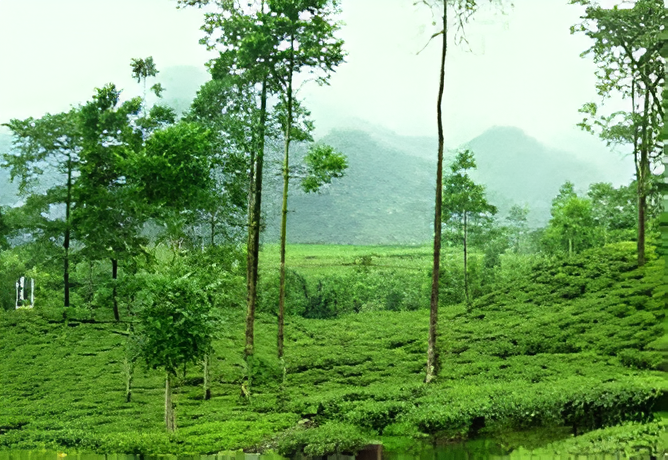 Expansive green tea gardens on the way to Lataguri from Bagdogra - Siliguri Cab Rental