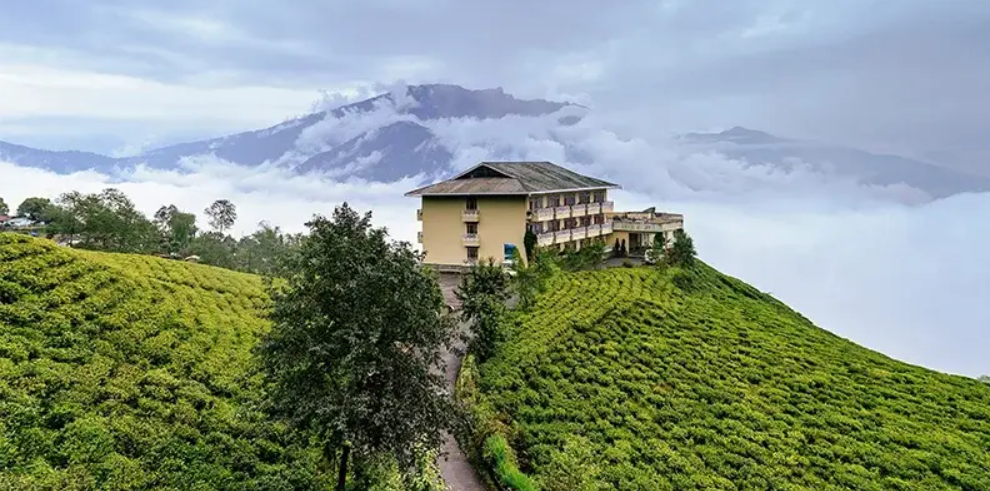 Temi Tea Garden in South Sikkim, a possible stop on the way to Pelling