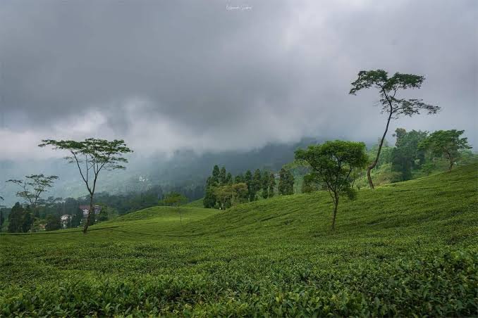 Tinchuley Darjeeling