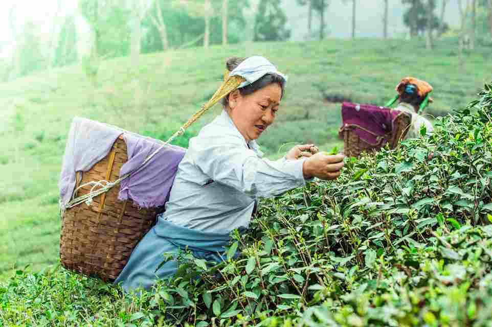 Professional driver navigating steep mountain roads in Darjeeling and Sikkim