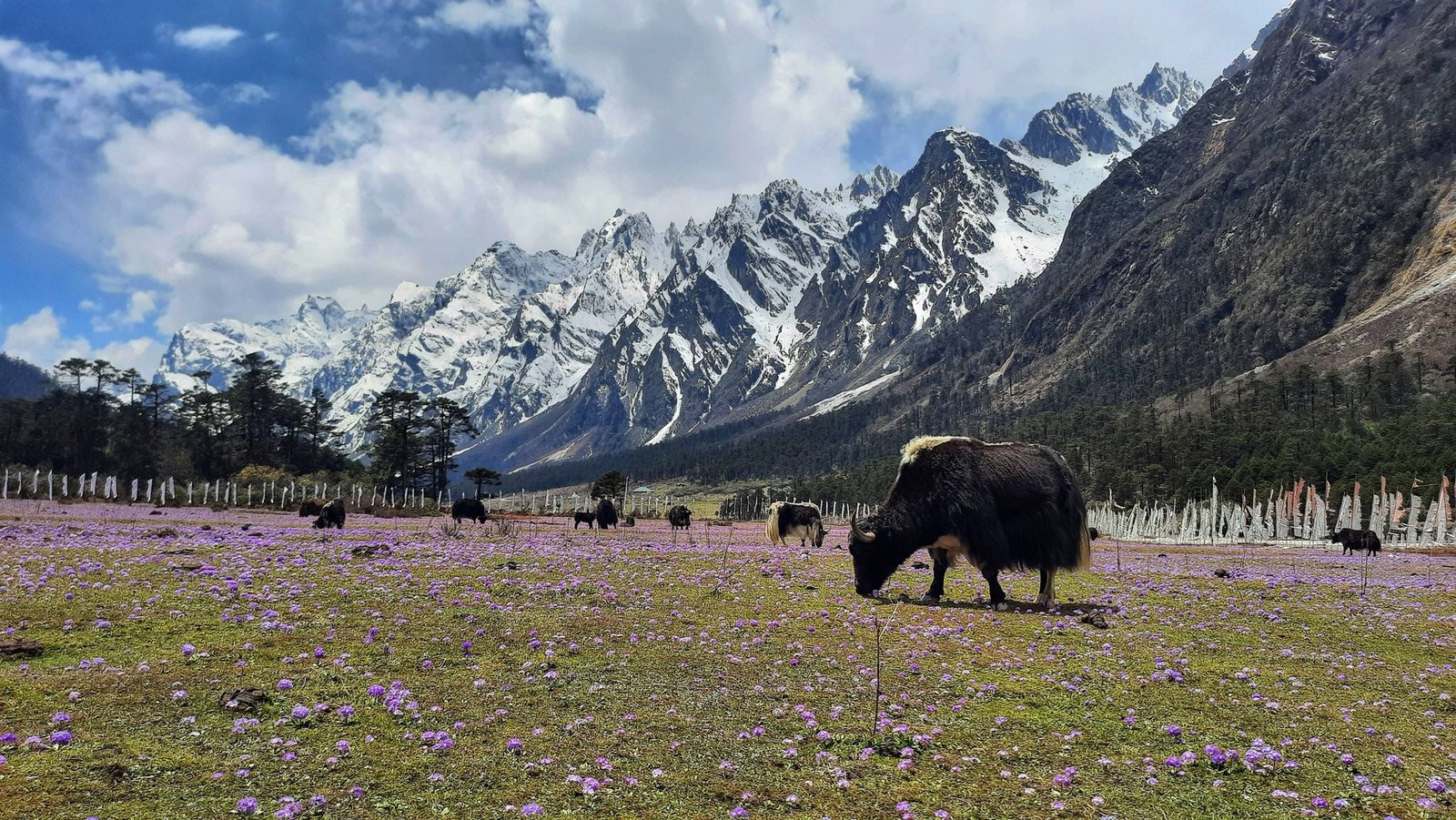 A vibrant view of the Yumthang Valley in North Sikkim during spring