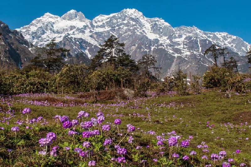 Yumthang Valley of Flowers