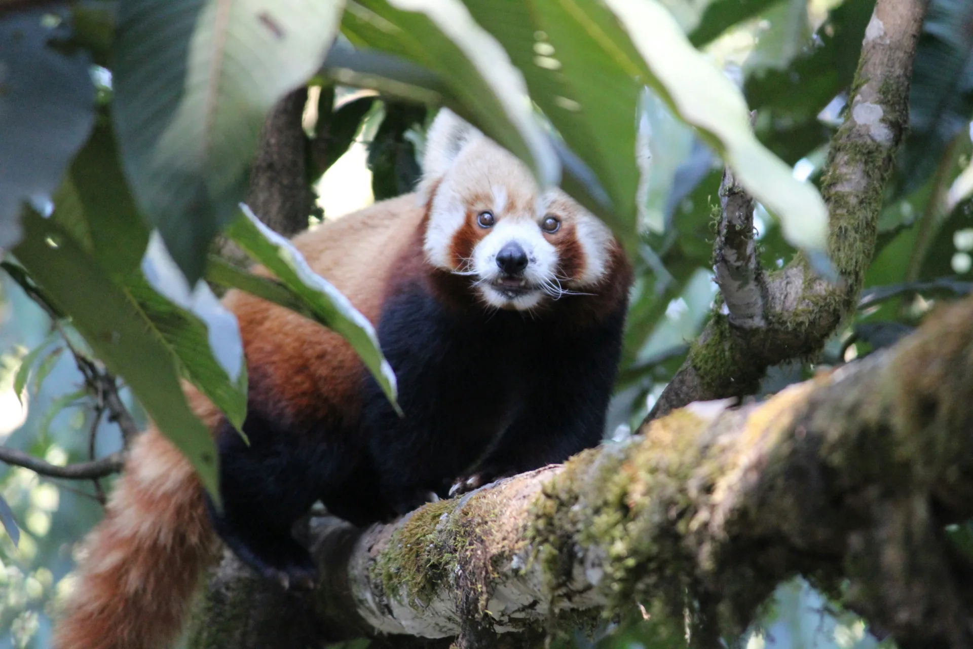 Padmaja Naidu Himalayan Zoological Park (Darjeeling Zoo)