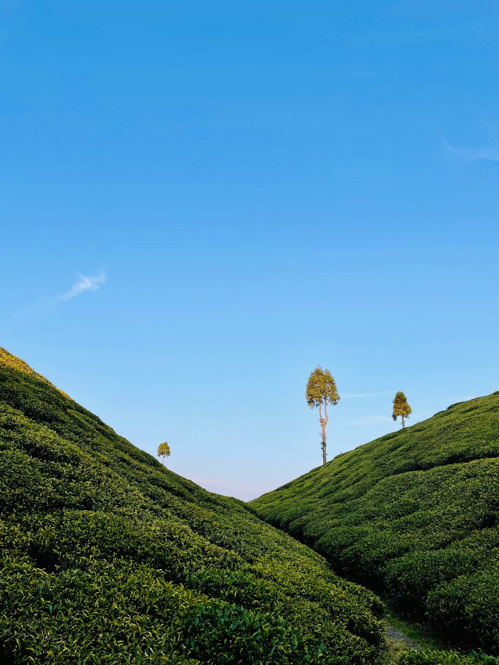 Darjeeling Budget Tour Package 2 Nights 3 Days