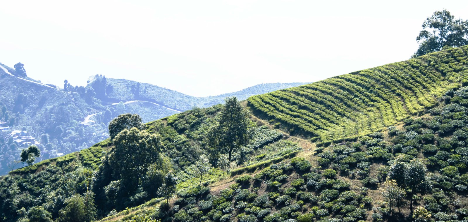Darjeeling Family Tour Package 2 Nights 3 Days