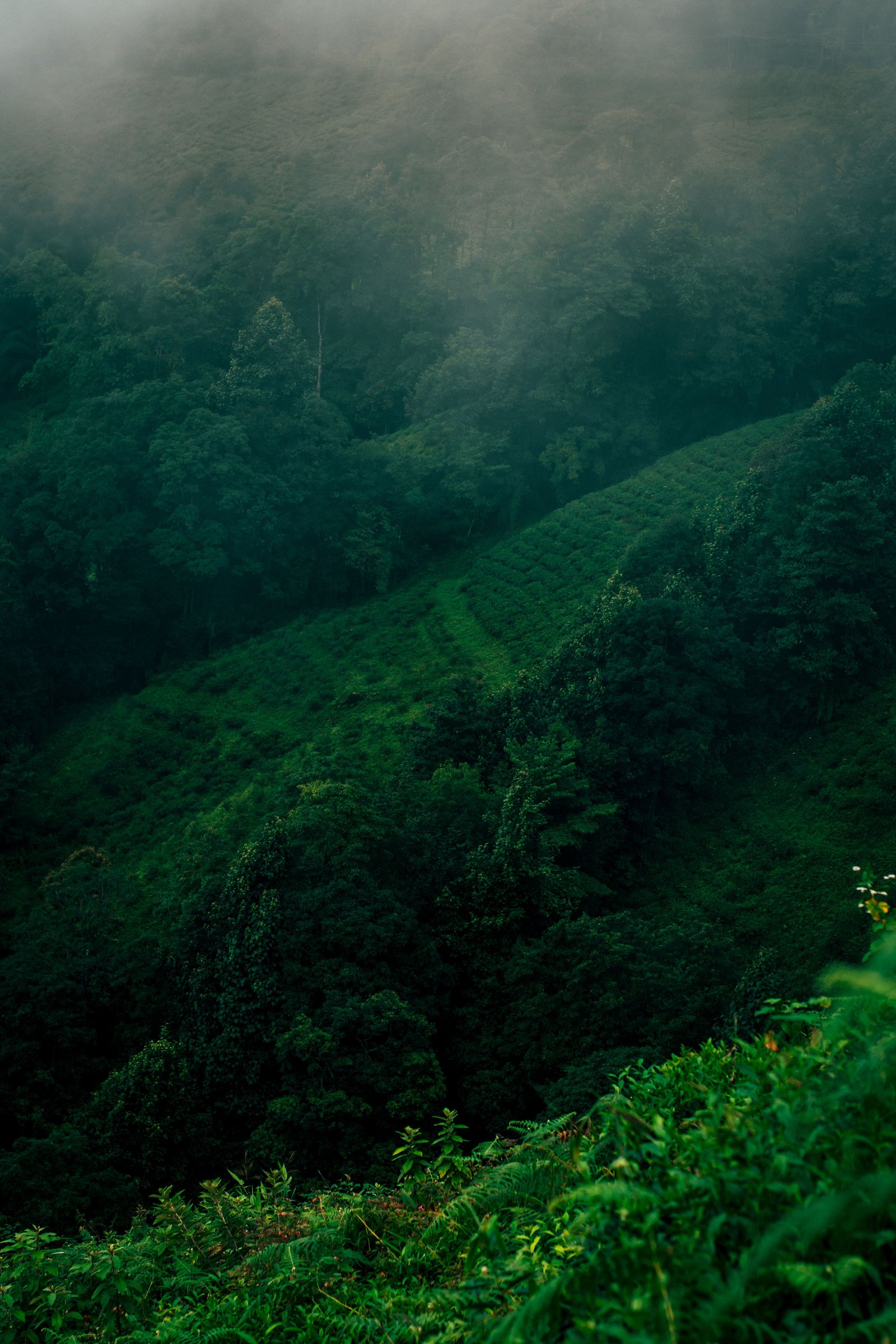 Darjeeling Tour Packages for Couple from Kolkata
