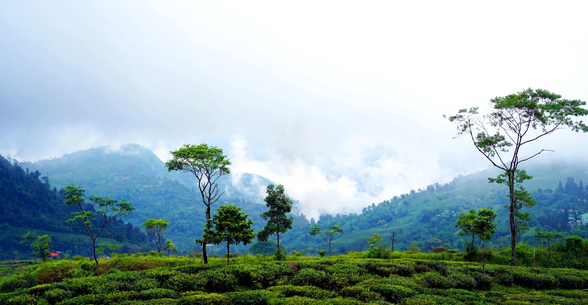 Lepchajagat Pine Forest & Ghoom Monastery Tour