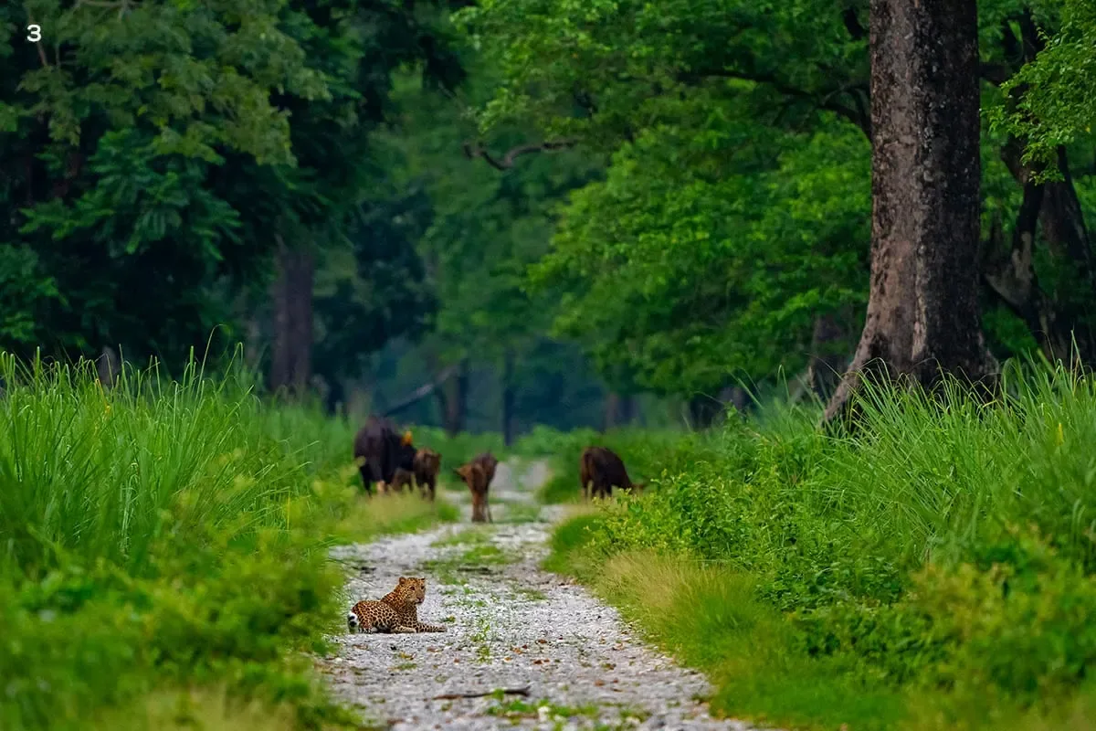 Grand Dooars 3-Park Wildlife Safari (Gorumara + Jaldapara + Buxa)
